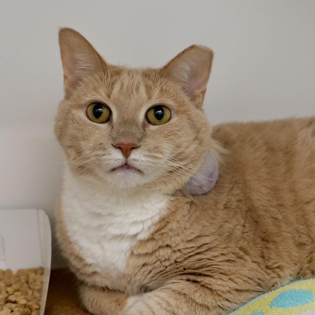 Serena, a Adoptable Domestic Short Hair in New York, NY image 1/3