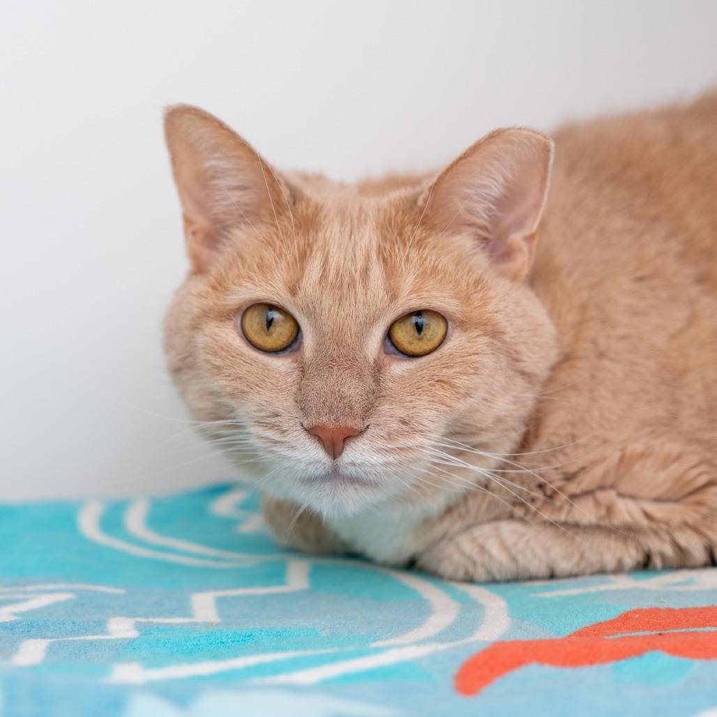 Serena, a Adoptable Domestic Short Hair in New York, NY image 3/3