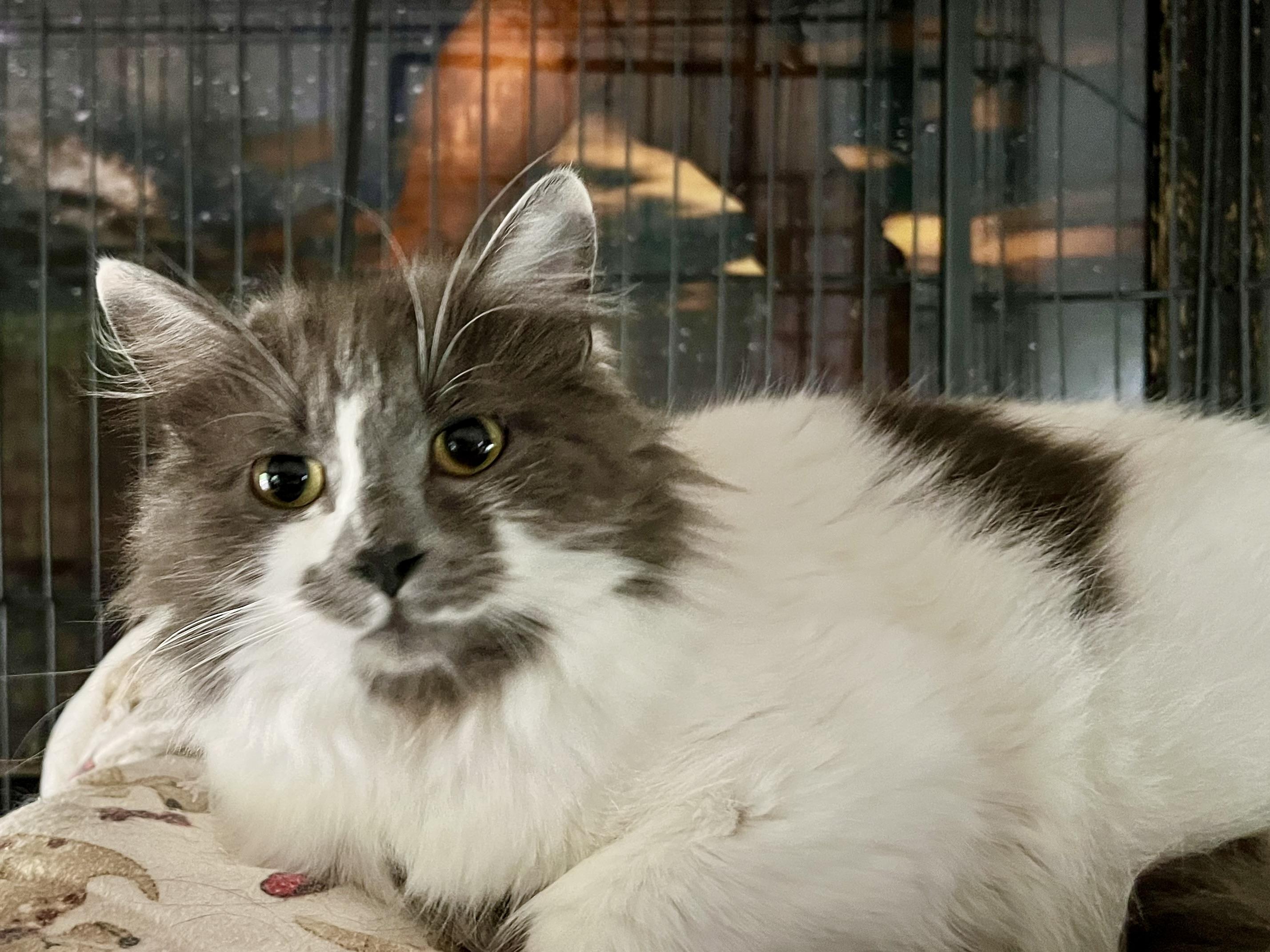 Fabulous Phoebe Domestic Long Hair Cat
