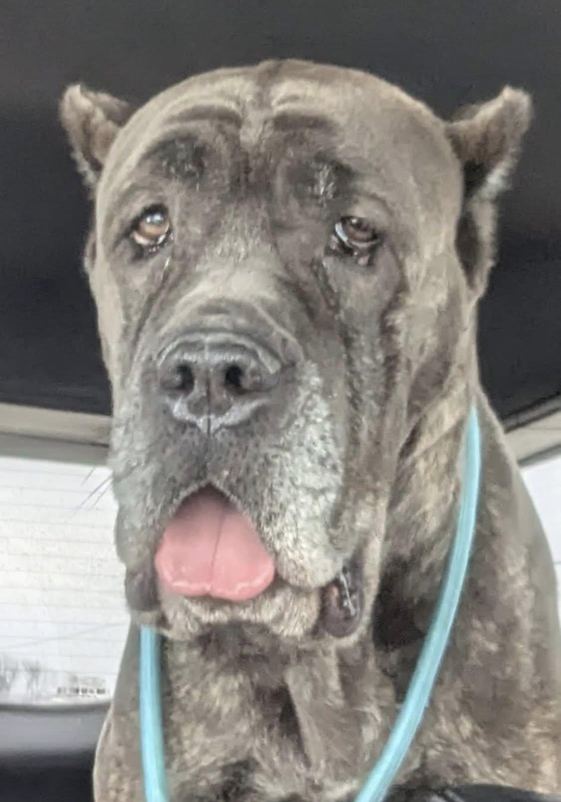 Athena, ADOPTABLE, Adult Female Mastiff.