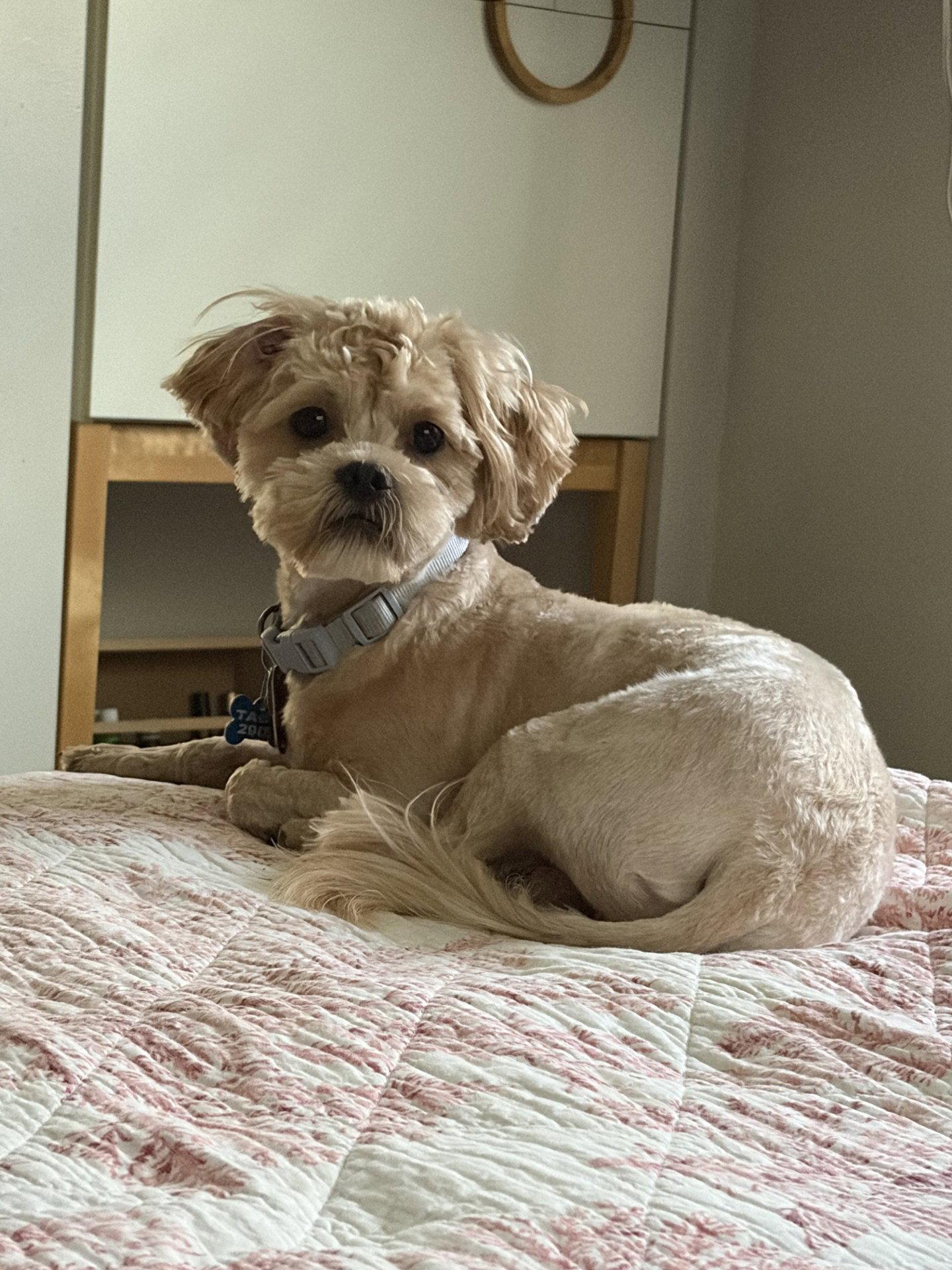 Dexter-os, a Adopted mixed breed in Pataskala, OH image 1/3