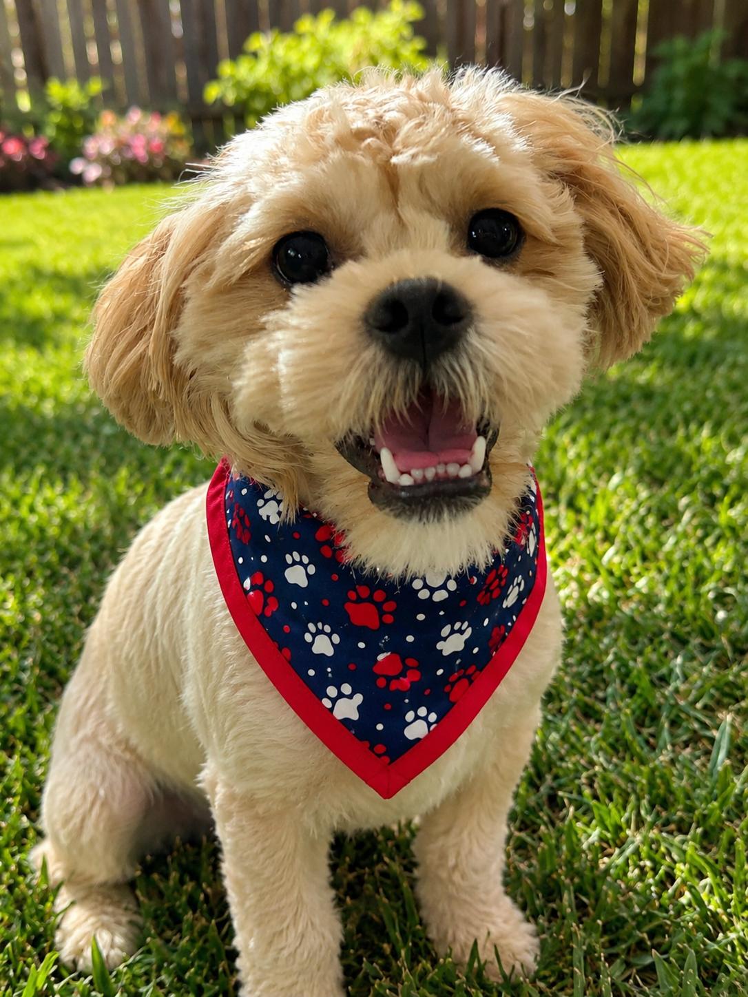 Dexter-os, a Adopted mixed breed in Pataskala, OH image 3/3
