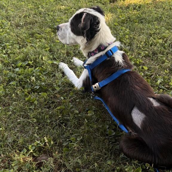 Kaleidoscope, Adoptable, Adult Female Mixed Breed.