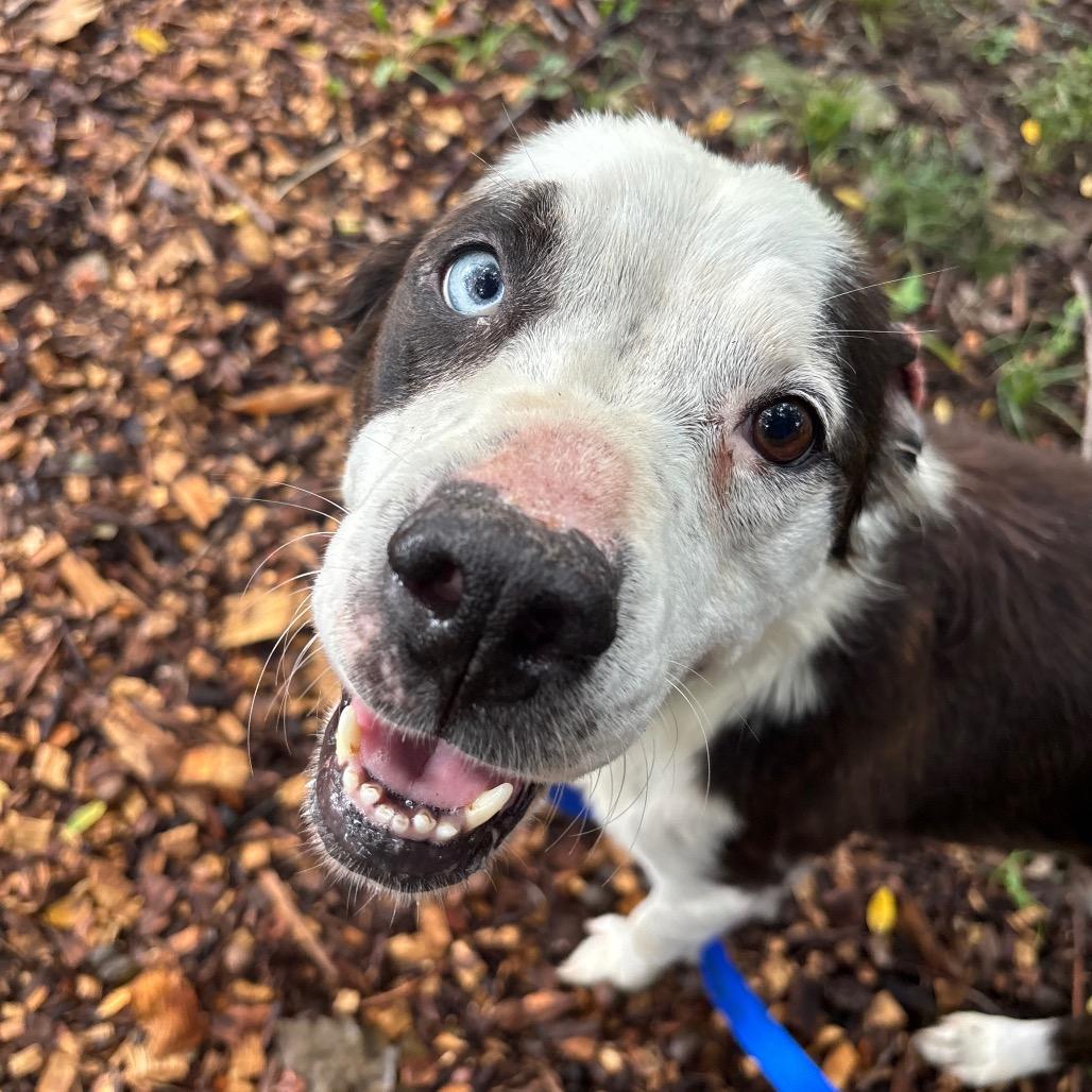 Kaleidoscope, a Adoptable Mixed Breed in Edwardsville, IL image 2/6