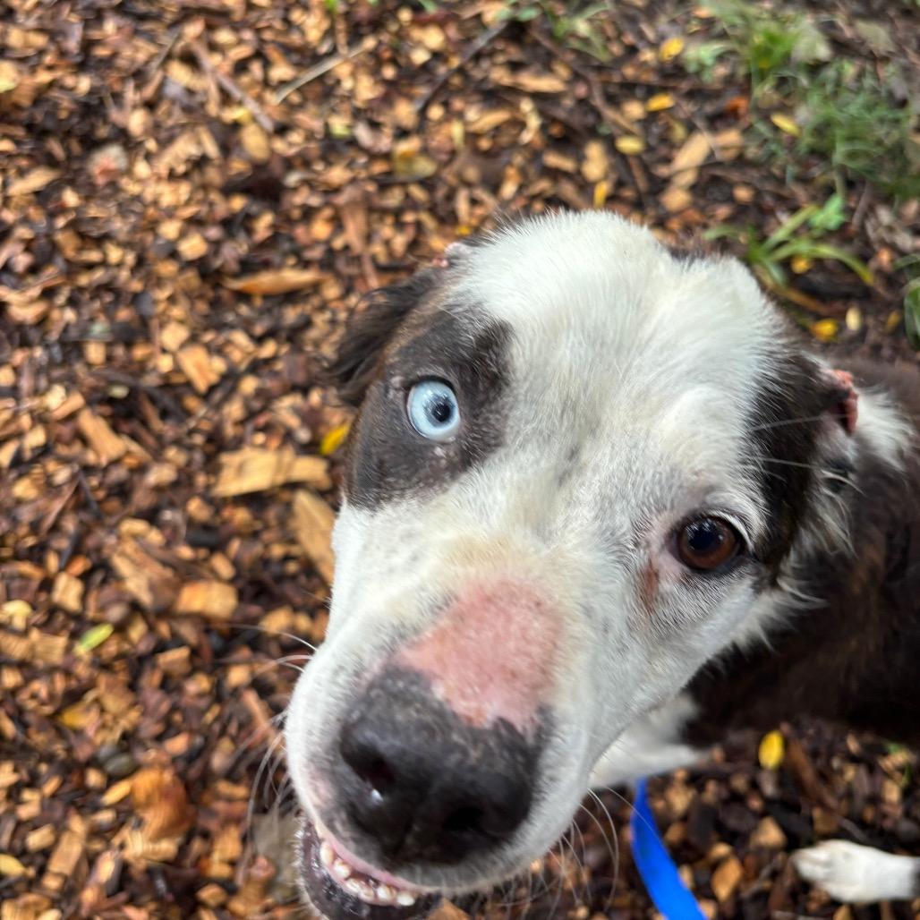Kaleidoscope, a Adoptable Mixed Breed in Edwardsville, IL image 3/6