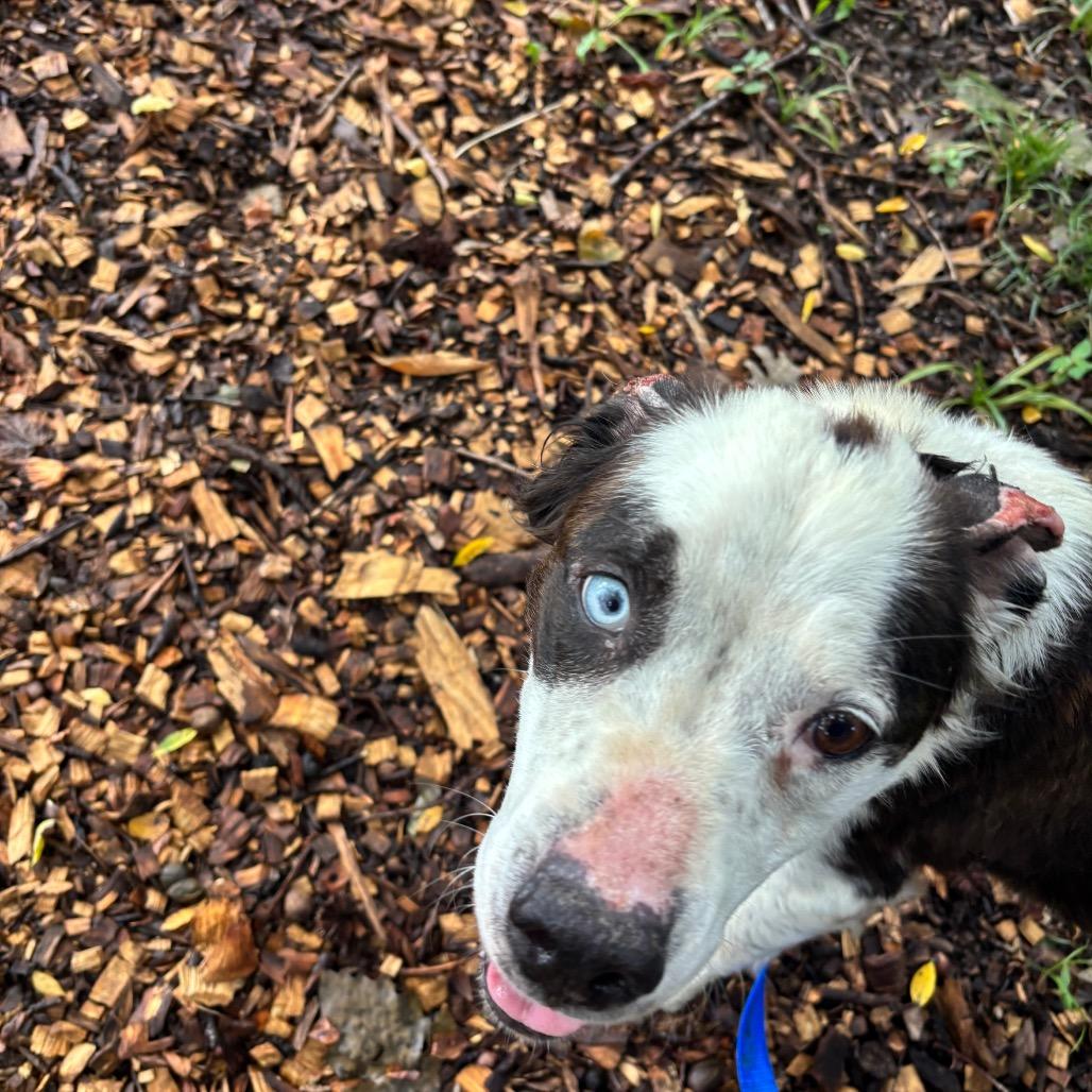 Kaleidoscope, a Adoptable Mixed Breed in Edwardsville, IL image 4/6