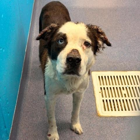 Kaleidoscope, a Adoptable Mixed Breed in Edwardsville, IL image 5/6