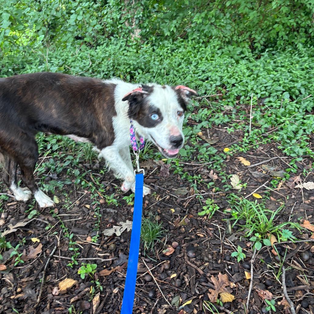 Kaleidoscope, a Adoptable Mixed Breed in Edwardsville, IL image 6/6