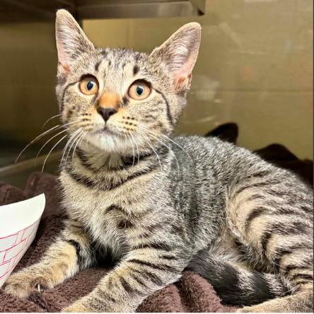 Apple, Adoptable, Kitten Female Domestic Short Hair.