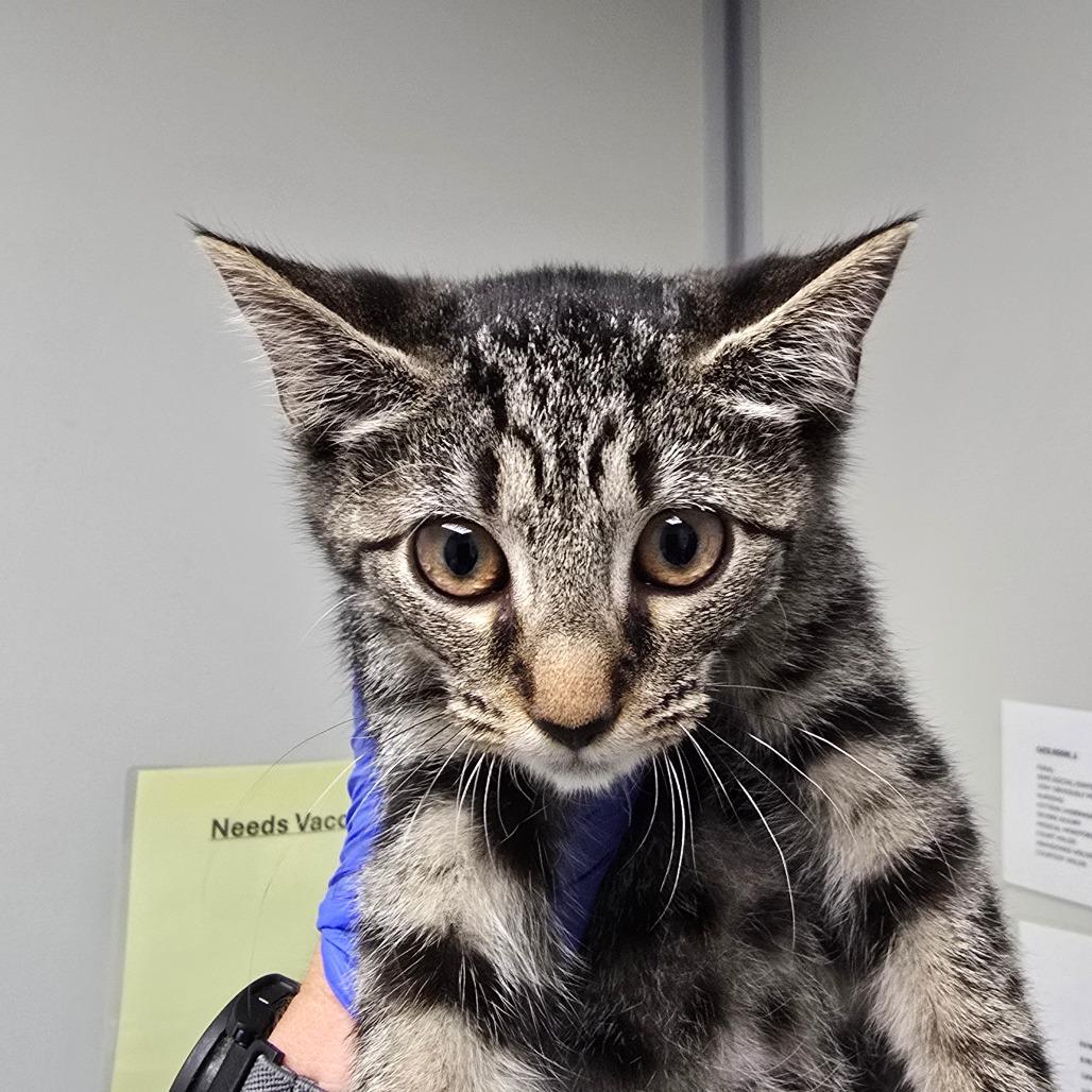 Enlarge Apple, a Adoptable Domestic Short Hair in Concord, NC image 2/2