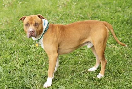 Russet, a ADOPTABLE Mixed Breed in Hamilton, OH image 2/3