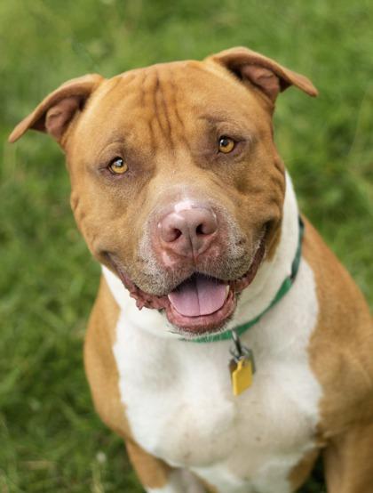 Russet, ADOPTABLE, Adult Male Mixed Breed.