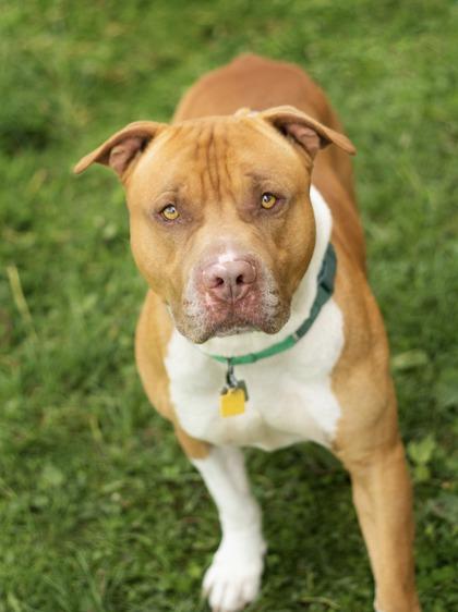 Russet, a ADOPTABLE Mixed Breed in Hamilton, OH image 3/3