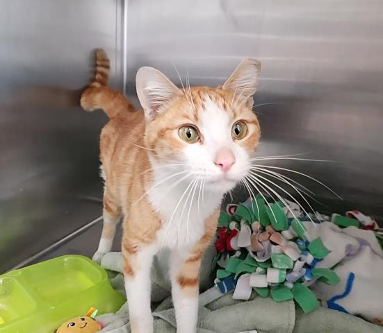 PUMPY-UMPKIN, Adoptable, Adult Male Domestic Short Hair.