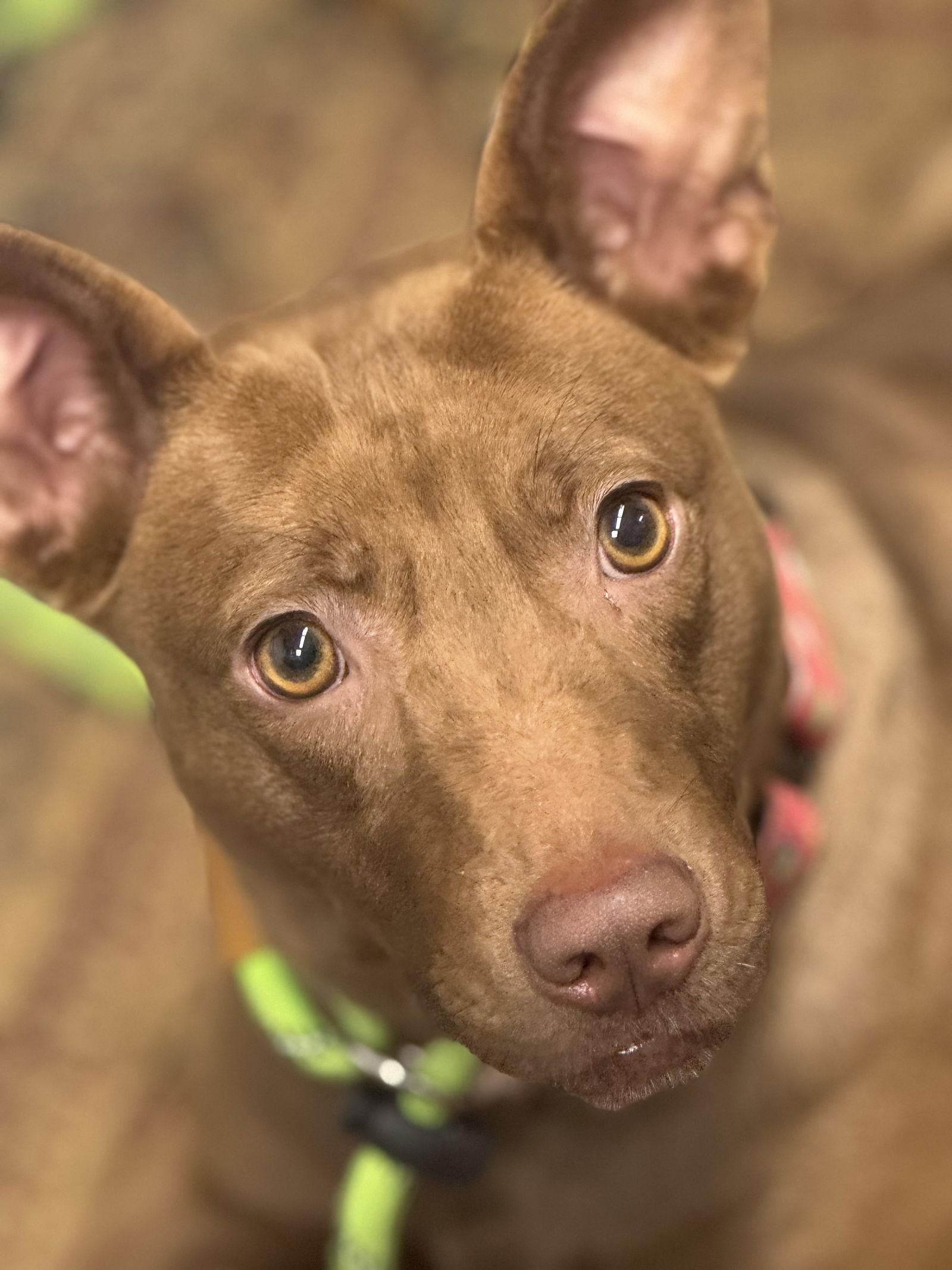 Ruby, Adoptable, Adult Female Australian Kelpie.