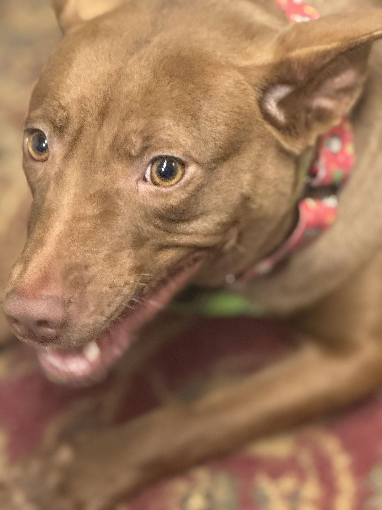 Enlarge Ruby, a Adopted Australian Kelpie in Newport, NH image 2/3