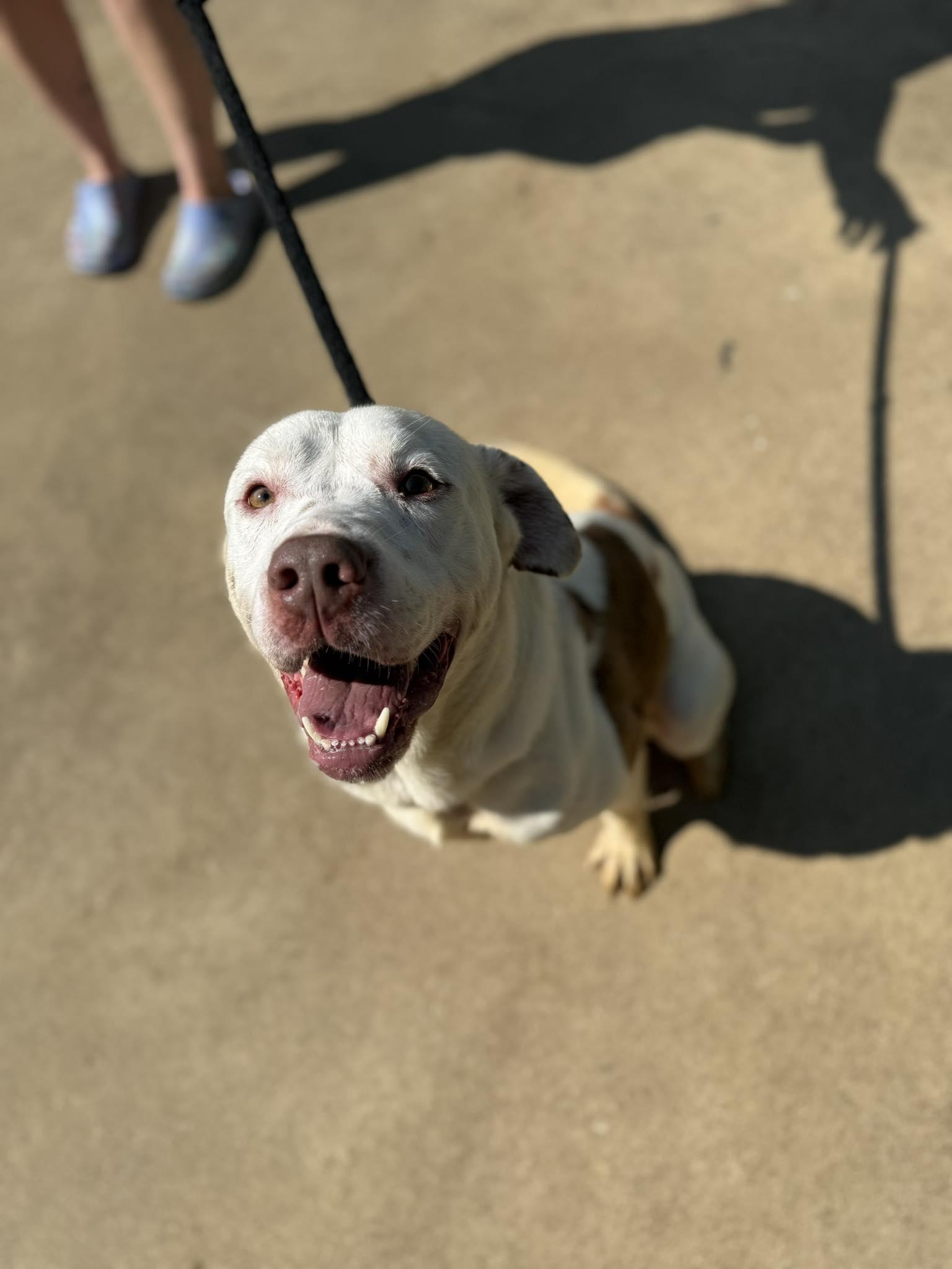 Toby, adopted, Adult Male American Bulldog.