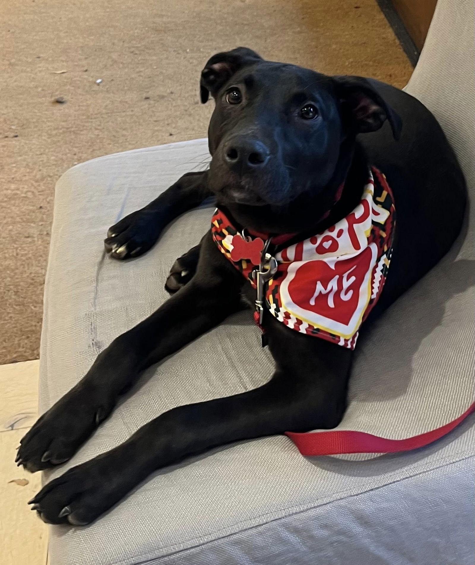 Ace, a Adoptable mixed breed in Blackwood, NJ image 2/3