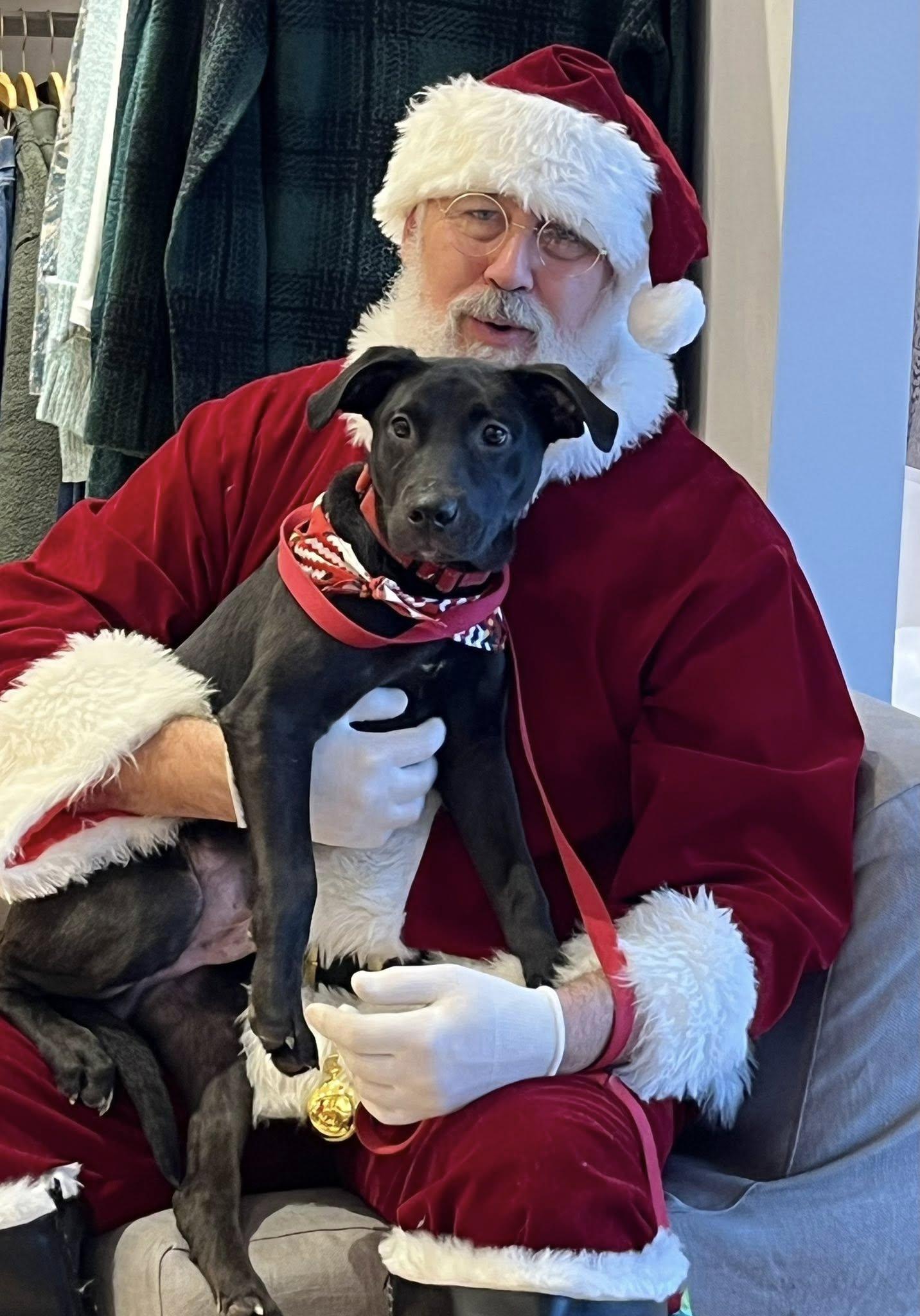 Ace, a Adoptable mixed breed in Blackwood, NJ image 3/3