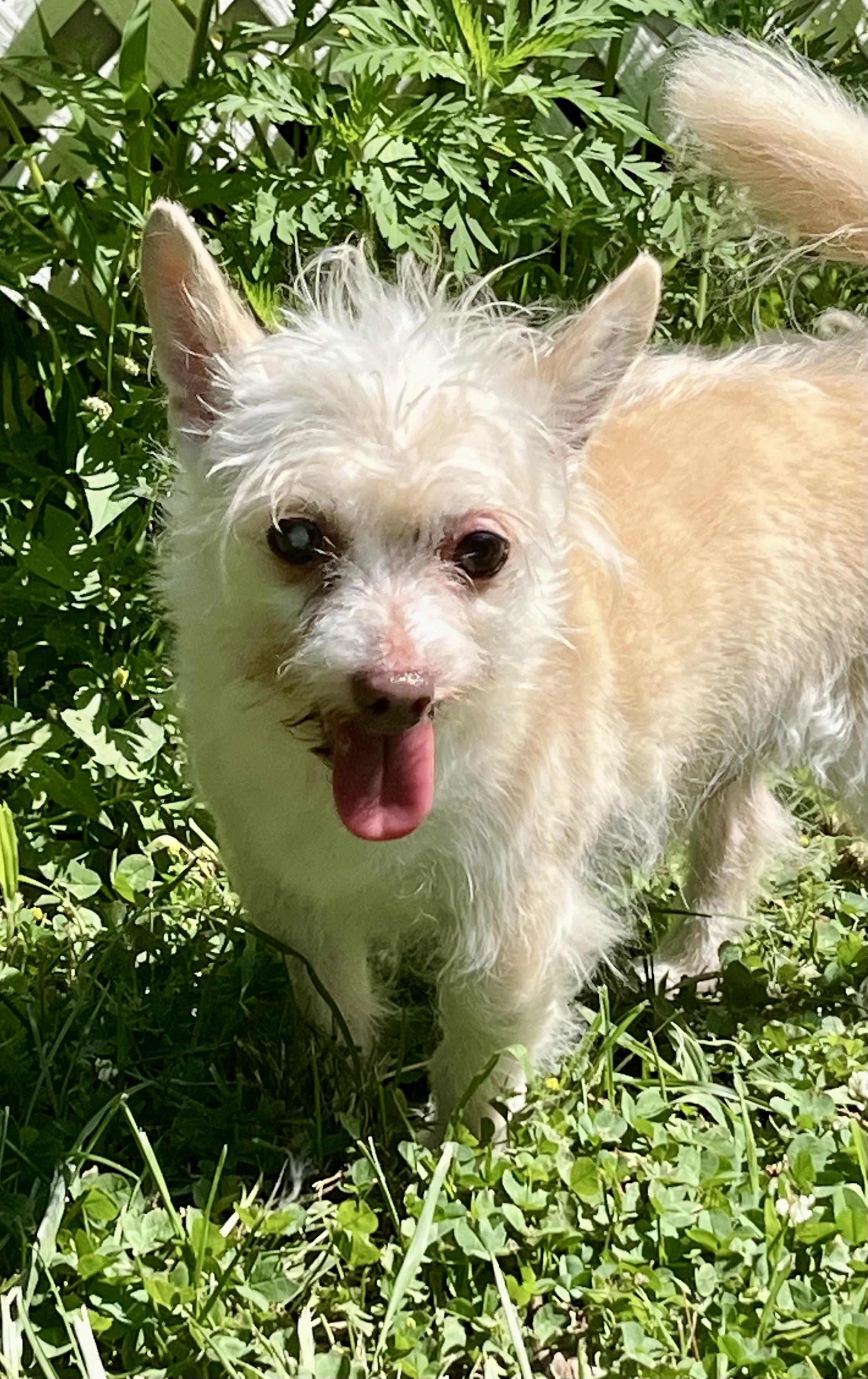 Joe Dirt, adopted, Senior Male Yorkshire Terrier.