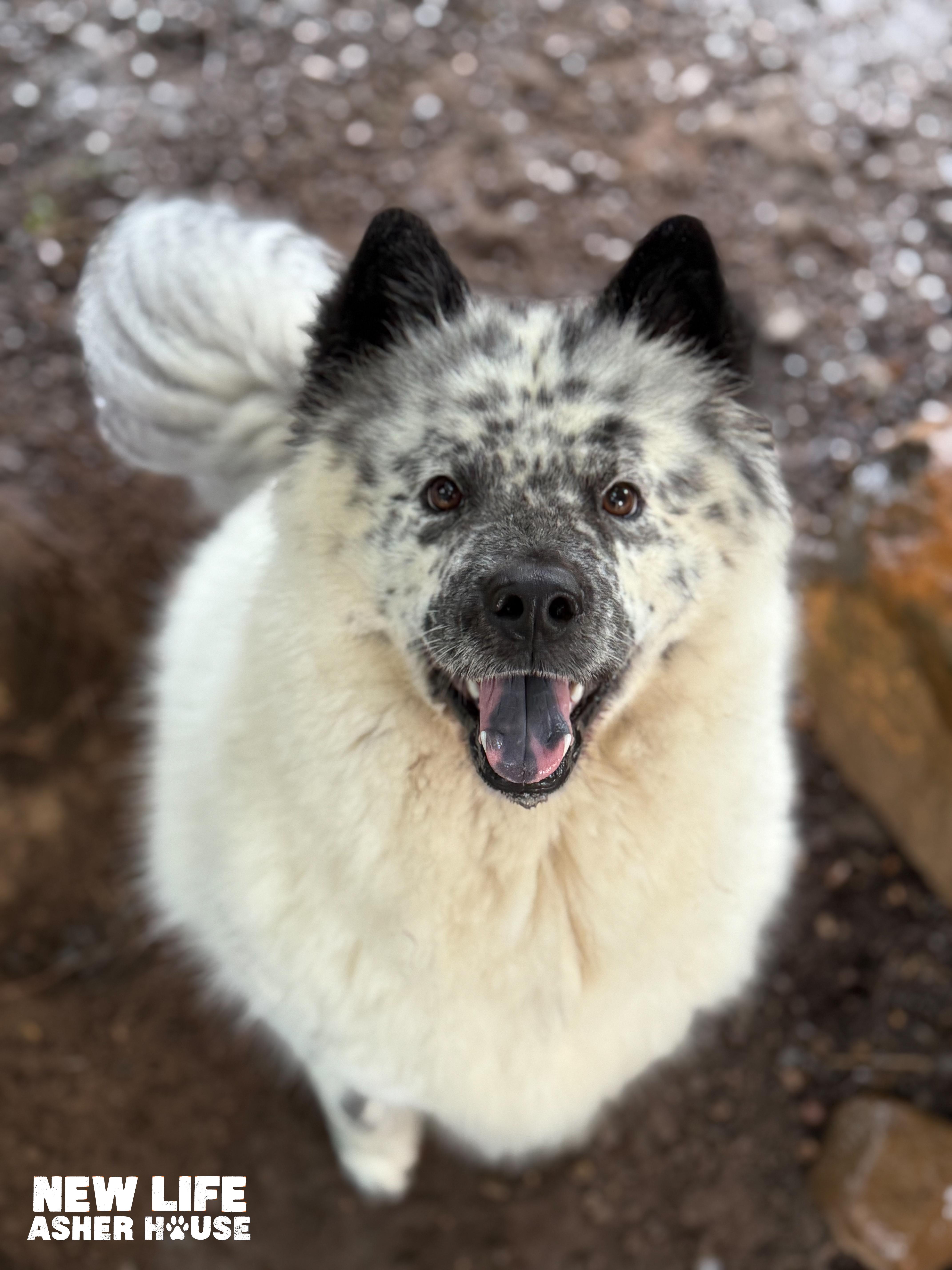 Snowflake, a Adoptable mixed breed in Portland, OR image 1/2
