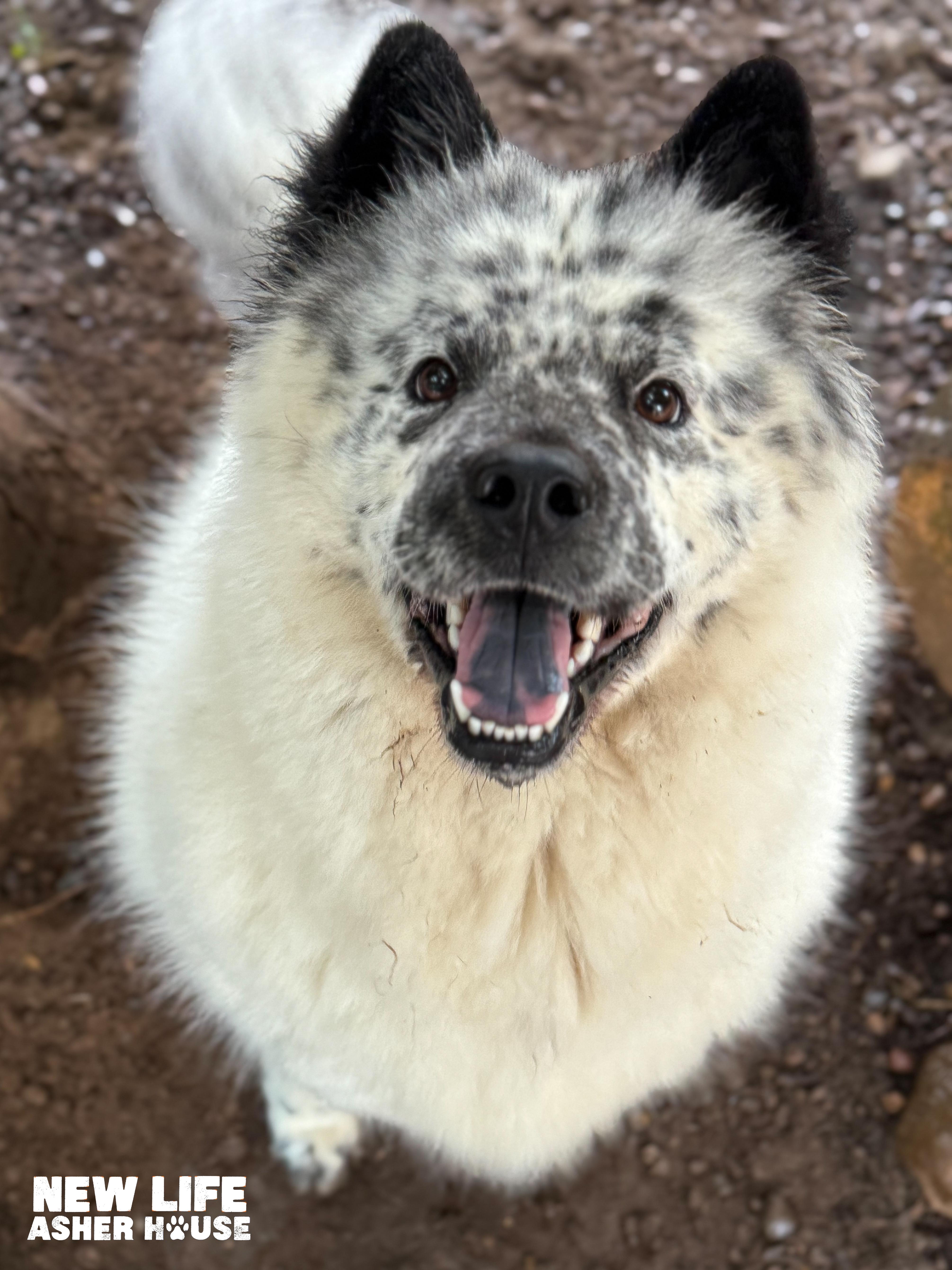 Snowflake, a Adoptable mixed breed in Portland, OR image 2/2