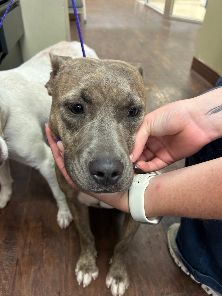 Dog Kennel #5, Adoptable, Young Female Pit Bull Terrier & Mixed Breed.