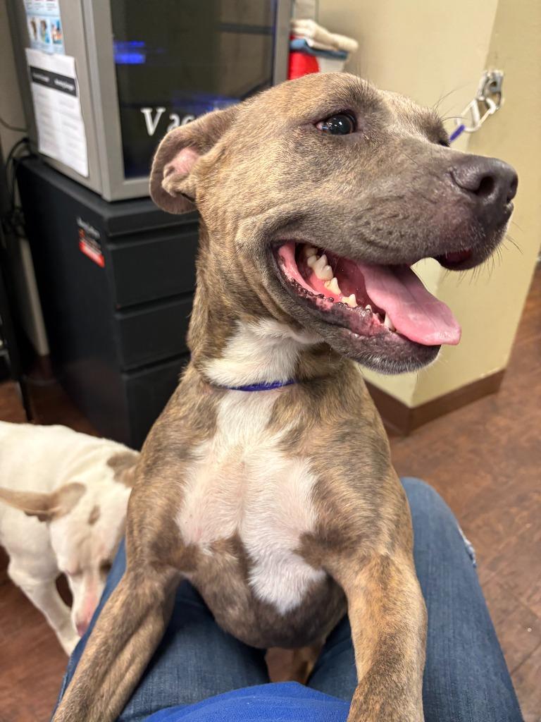 Dog Kennel #5, a Adoptable mixed breed in Greenville, TX image 2/5