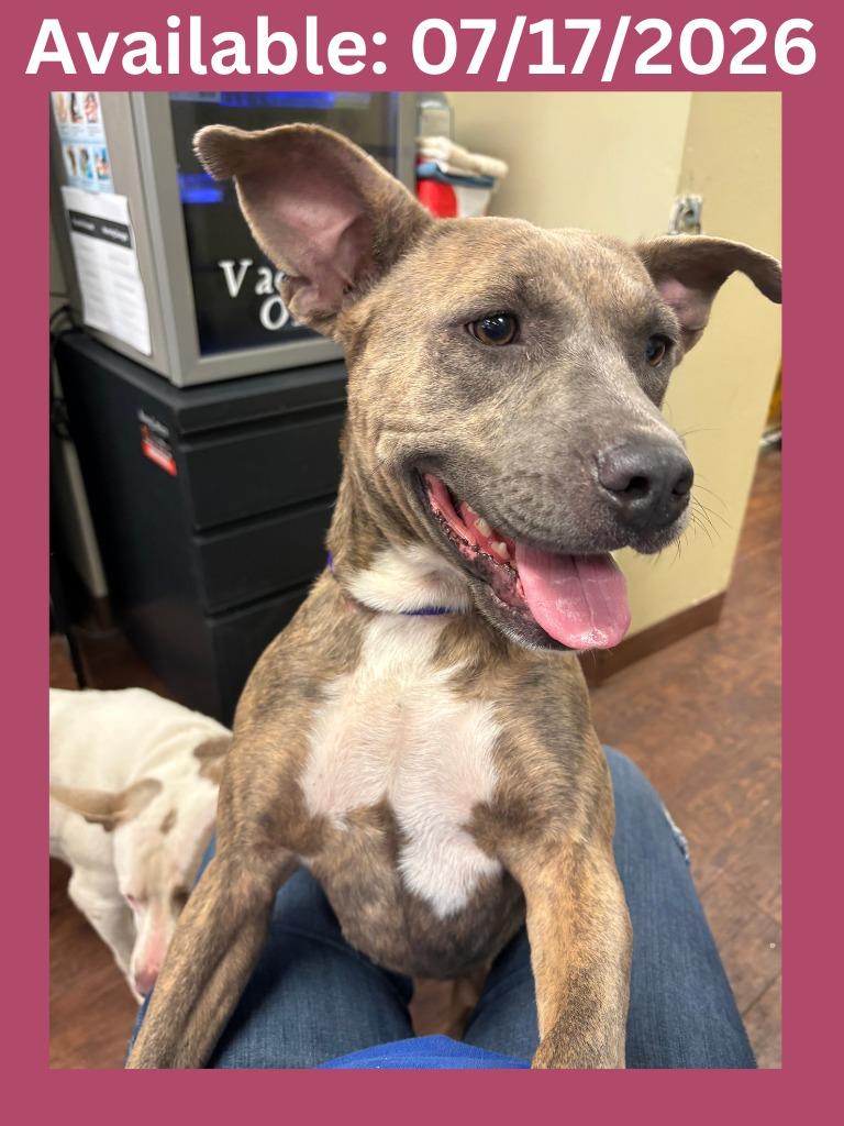 Dog Kennel #5, a Adoptable mixed breed in Greenville, TX image 3/5