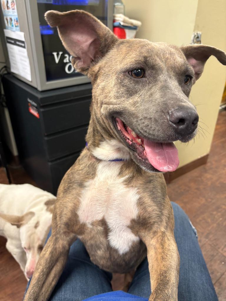 Dog Kennel #5, a Adoptable mixed breed in Greenville, TX image 4/5