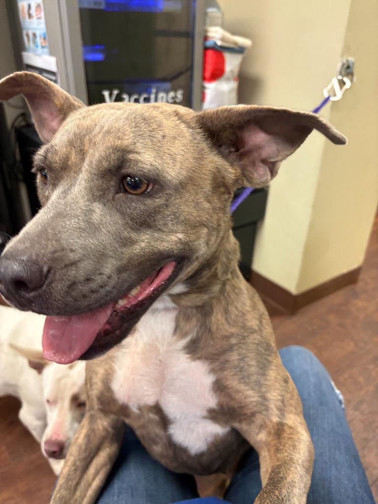 Dog Kennel #5, a Adoptable mixed breed in Greenville, TX image 5/5