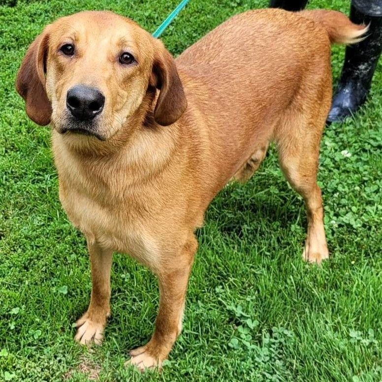 Tank, Adult Male Coonhound