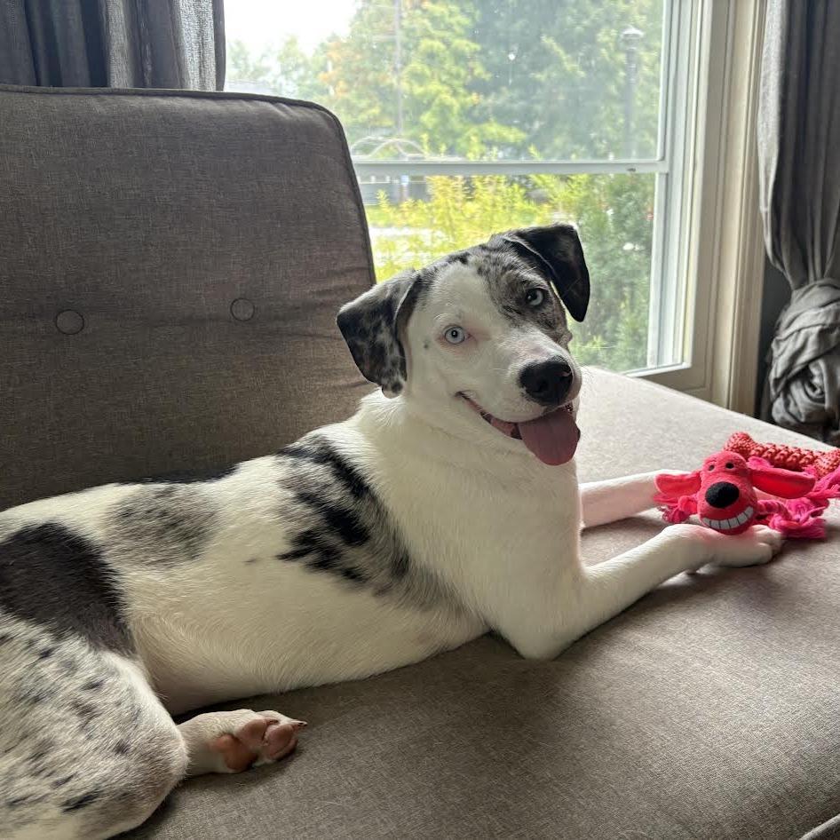 Mable D71318, Adoptable, Young Female Catahoula Leopard Dog & Mixed Breed.