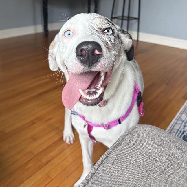 Enlarge Mable D71318, a Adoptable mixed breed in Minnetonka, MN image 2/6