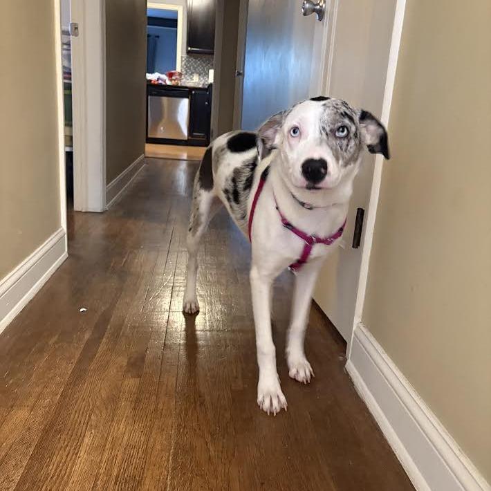 Enlarge Mable D71318, a Adoptable mixed breed in Minnetonka, MN image 3/6