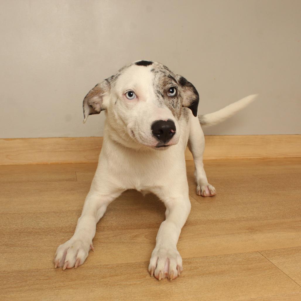Enlarge Mable D71318, a Adoptable mixed breed in Minnetonka, MN image 5/6