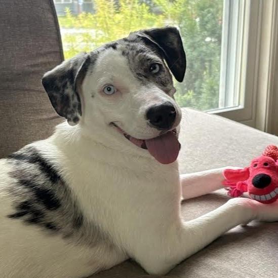Enlarge Mable D71318, a Adoptable mixed breed in Minnetonka, MN image 6/6
