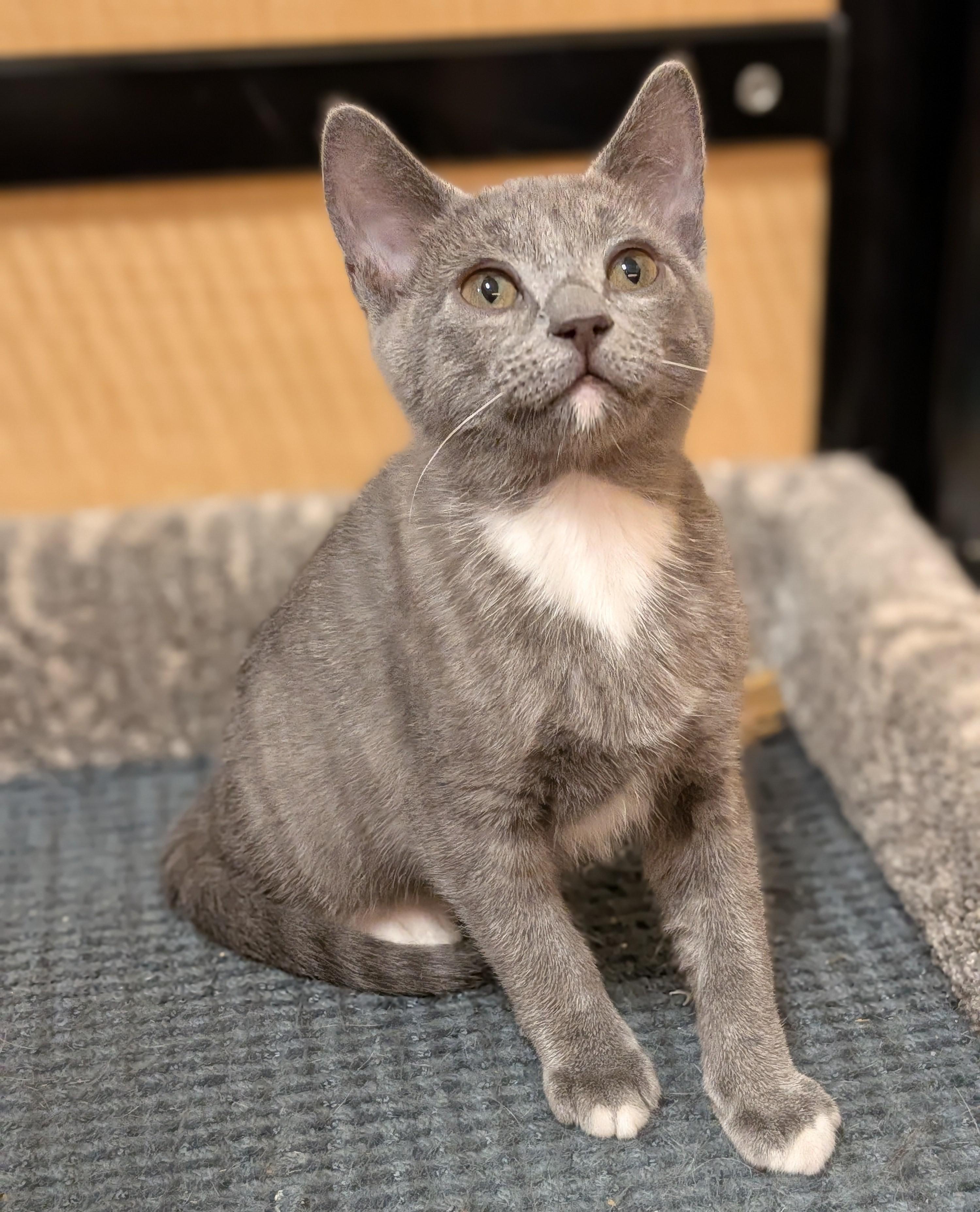 Enlarge Selwyn, an adopted Domestic Short Hair in Irvine, CA image 3/4