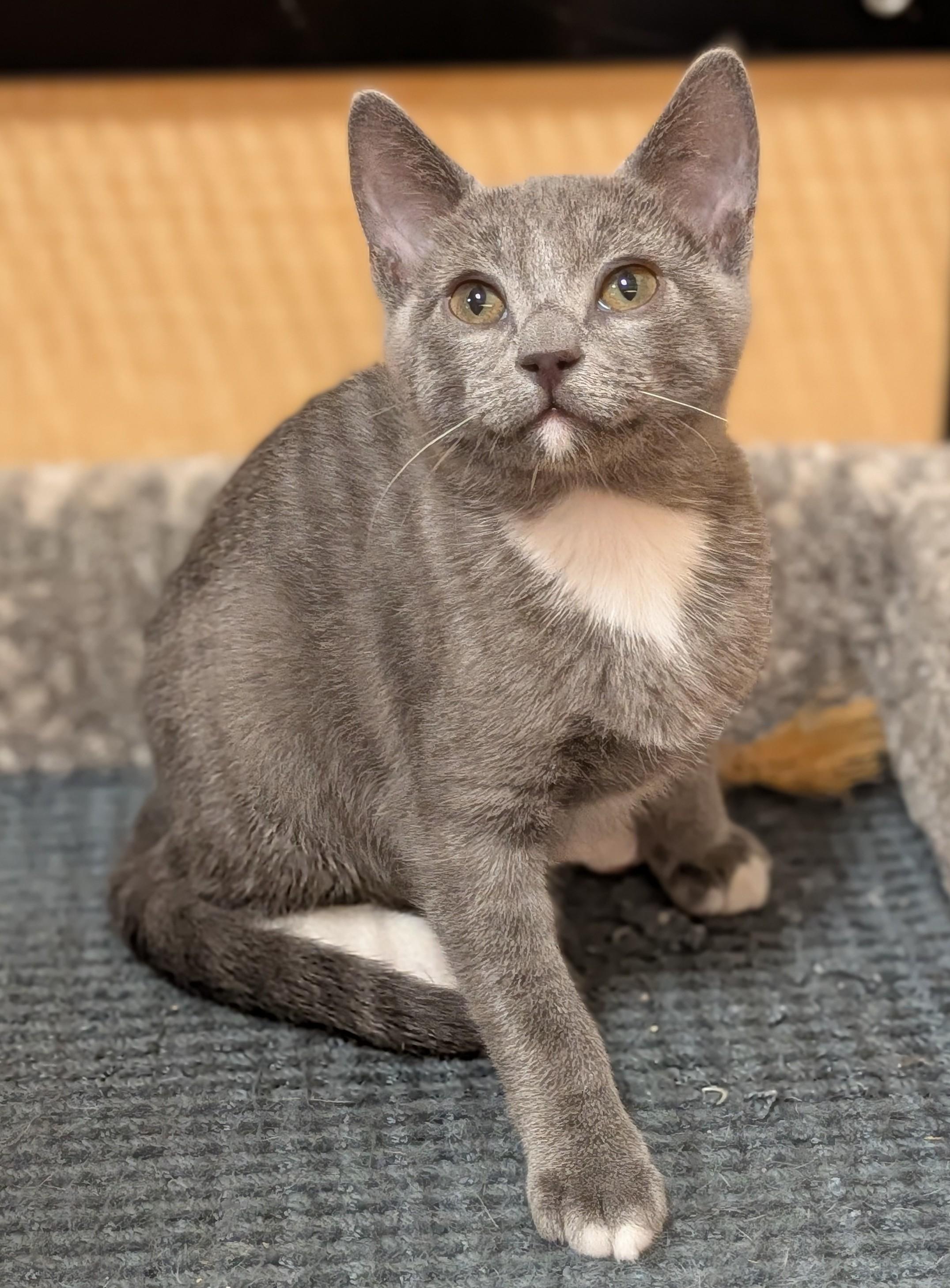 Enlarge Selwyn, an adopted Domestic Short Hair in Irvine, CA image 1/4