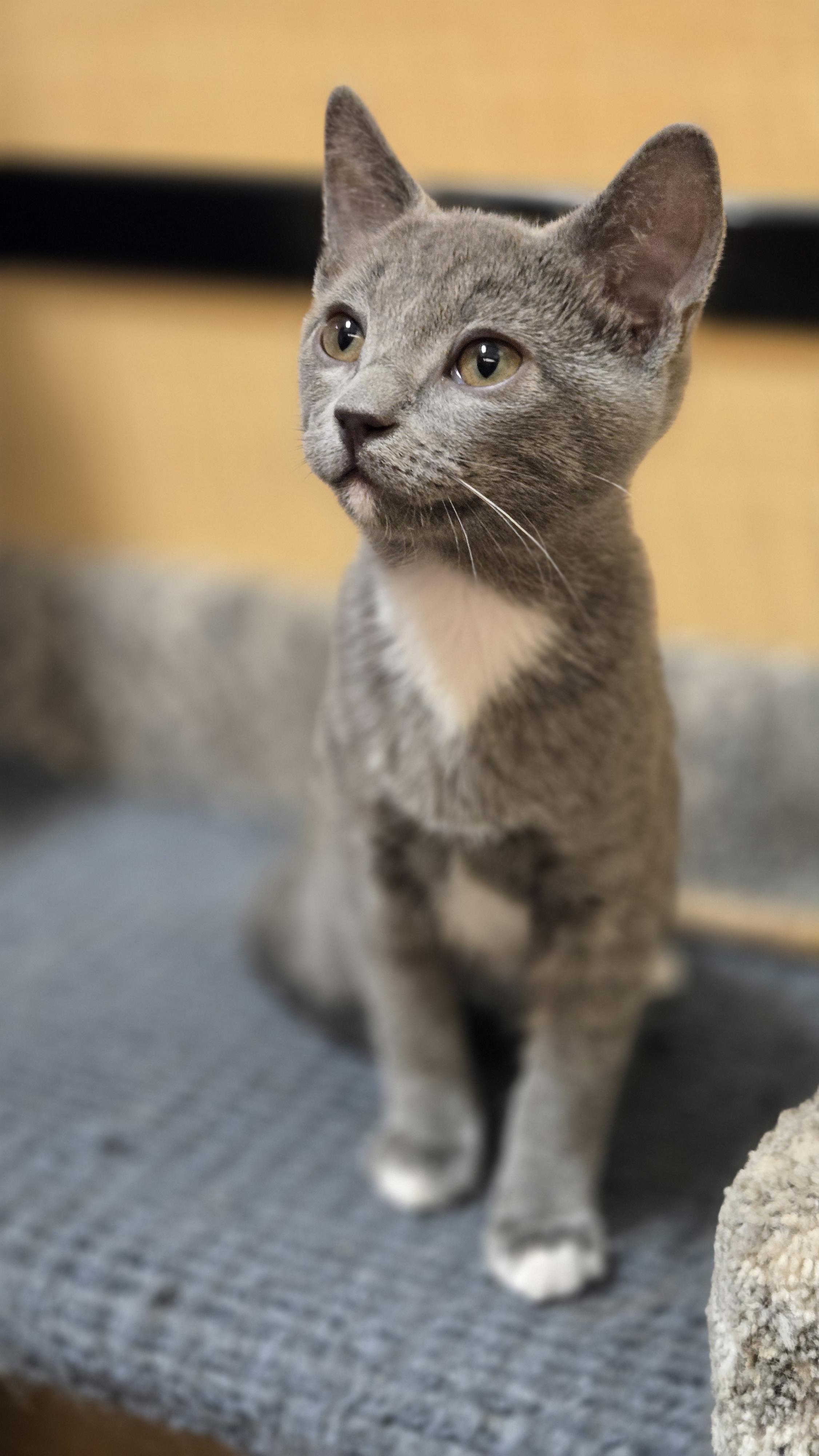 Enlarge Selwyn, an adopted Domestic Short Hair in Irvine, CA image 2/4