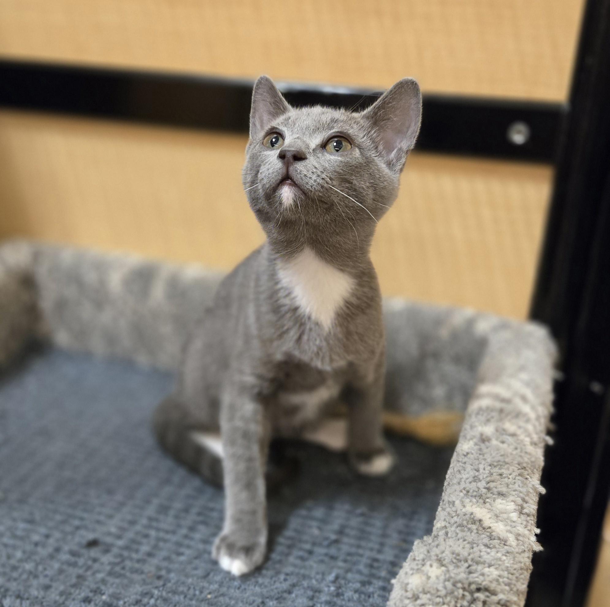 Enlarge Selwyn, an adopted Domestic Short Hair in Irvine, CA image 4/4