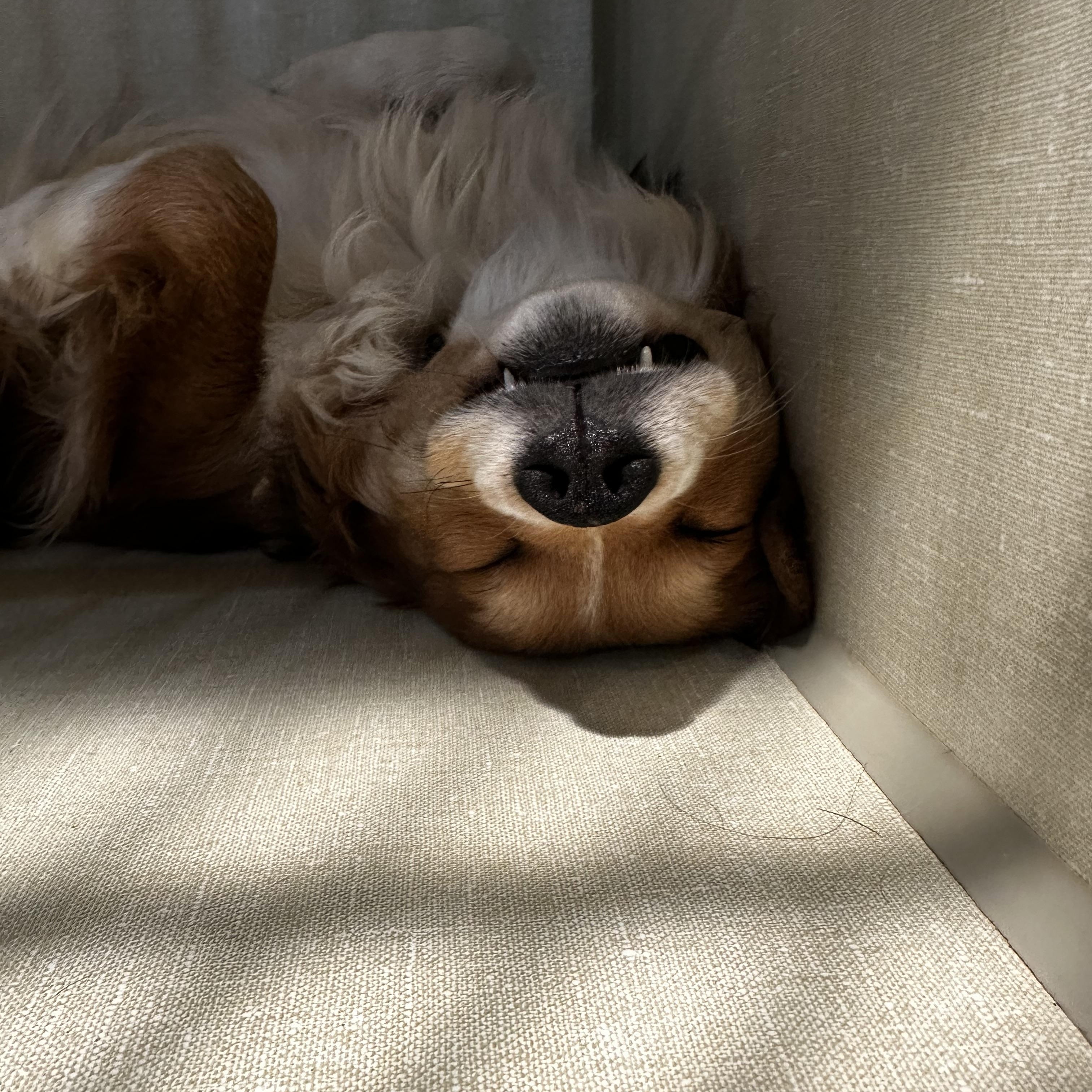 Squishy, a ADOPTABLE mixed breed in Hughesville, MD image 2/6