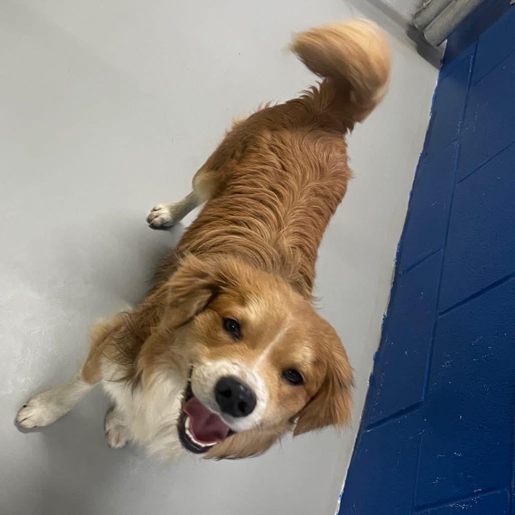 Enlarge Squishy, a ADOPTABLE mixed breed in Hughesville, MD image 1/1