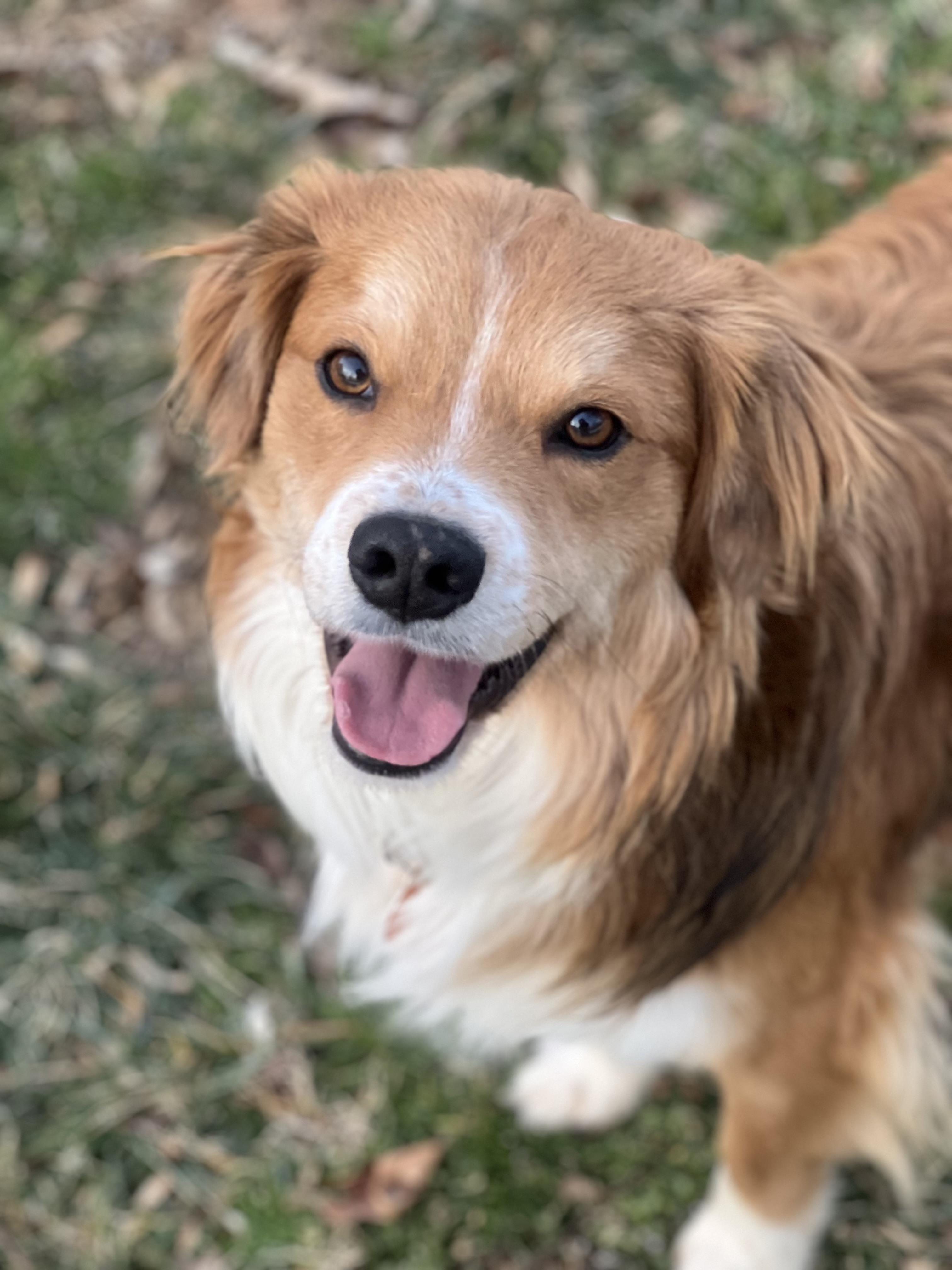 Squishy, a ADOPTABLE mixed breed in Hughesville, MD image 1/6