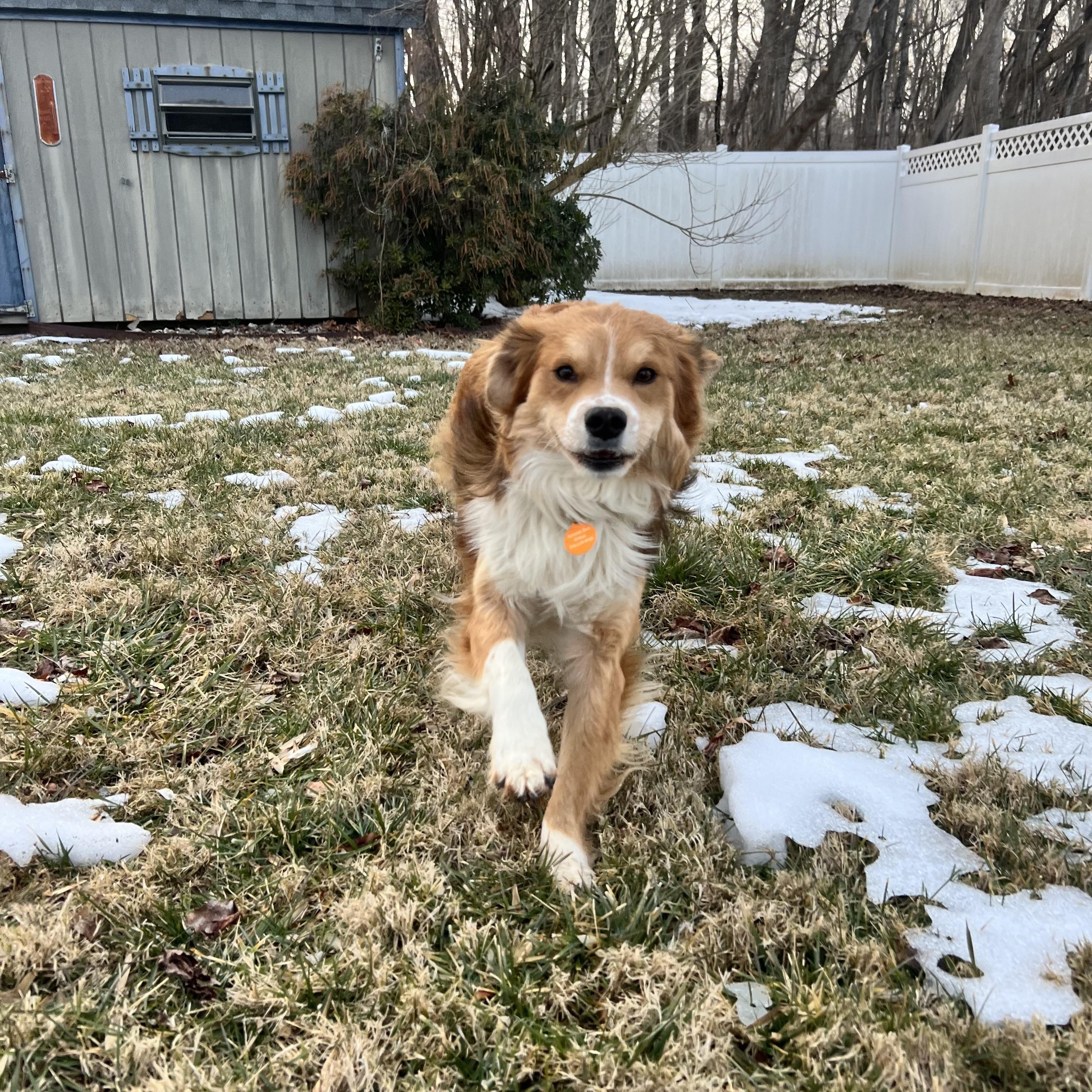 Squishy, a ADOPTABLE mixed breed in Hughesville, MD image 4/6
