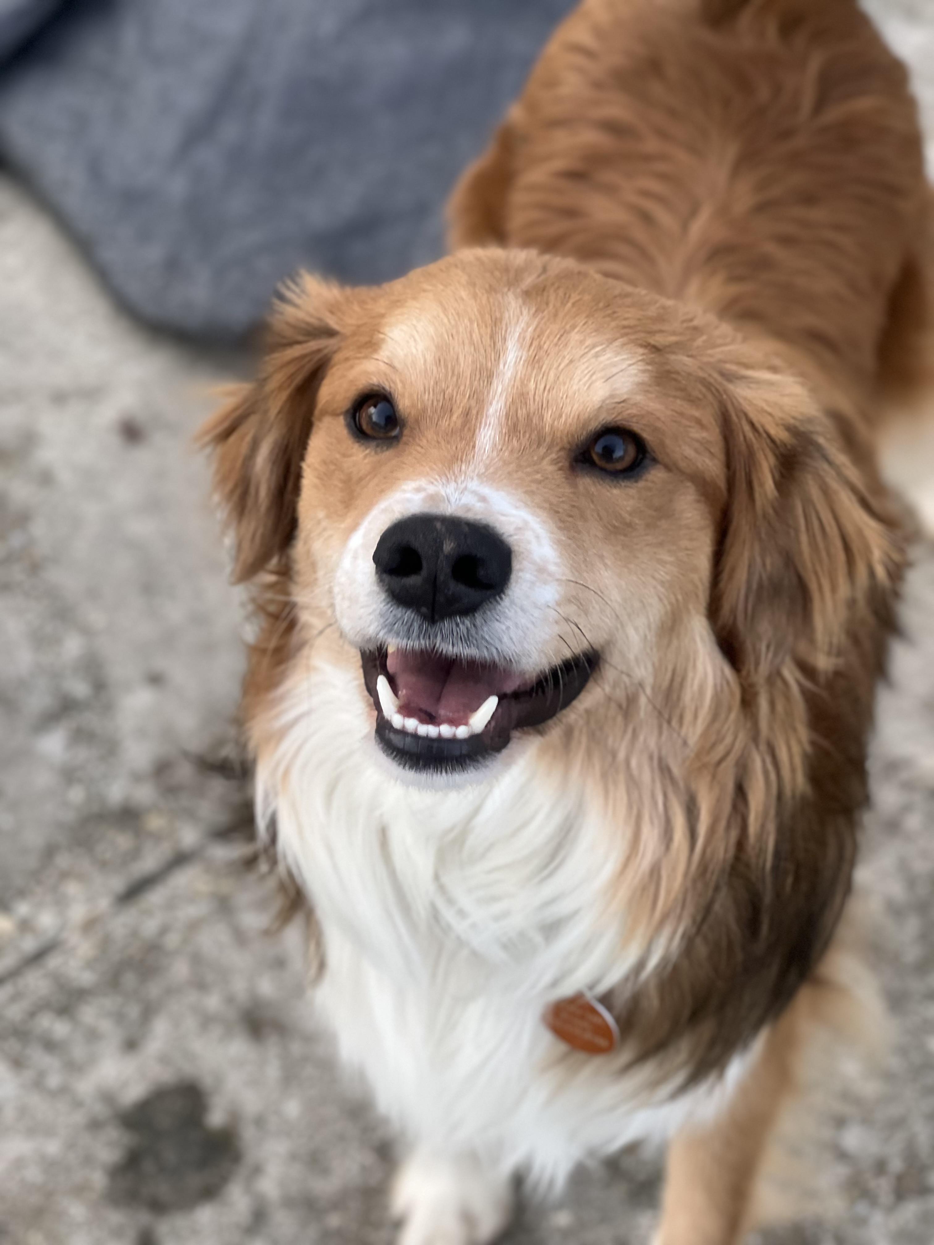 Squishy, a ADOPTABLE mixed breed in Hughesville, MD image 6/6