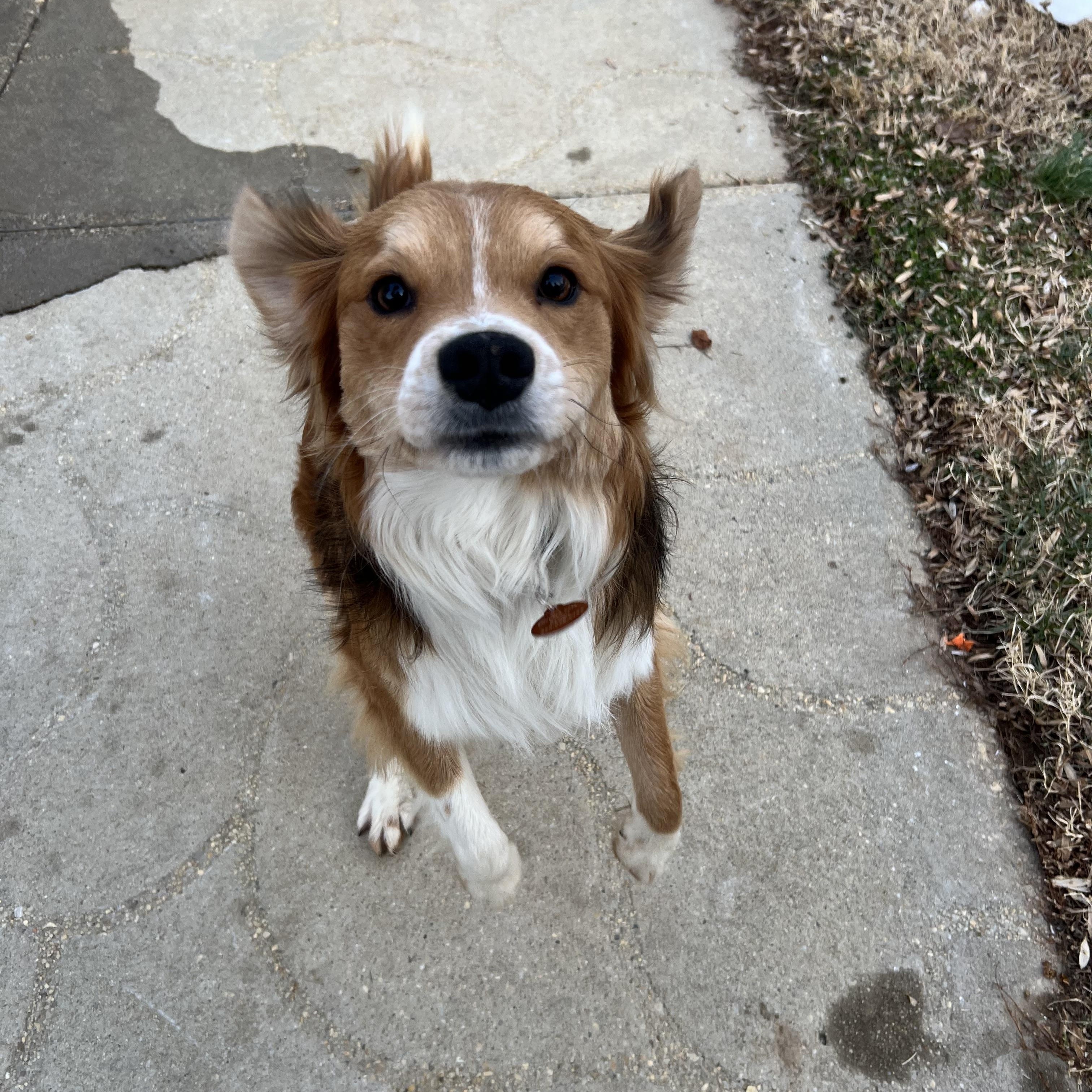 Squishy, a ADOPTABLE mixed breed in Hughesville, MD image 3/6