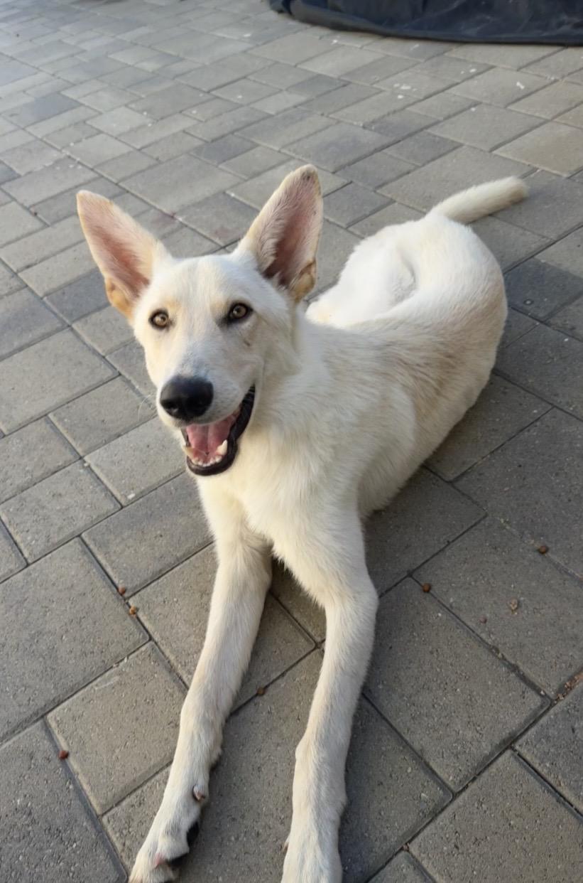 Sunnie, ADOPTABLE, Puppy Male Labrador Retriever & White German Shepherd.