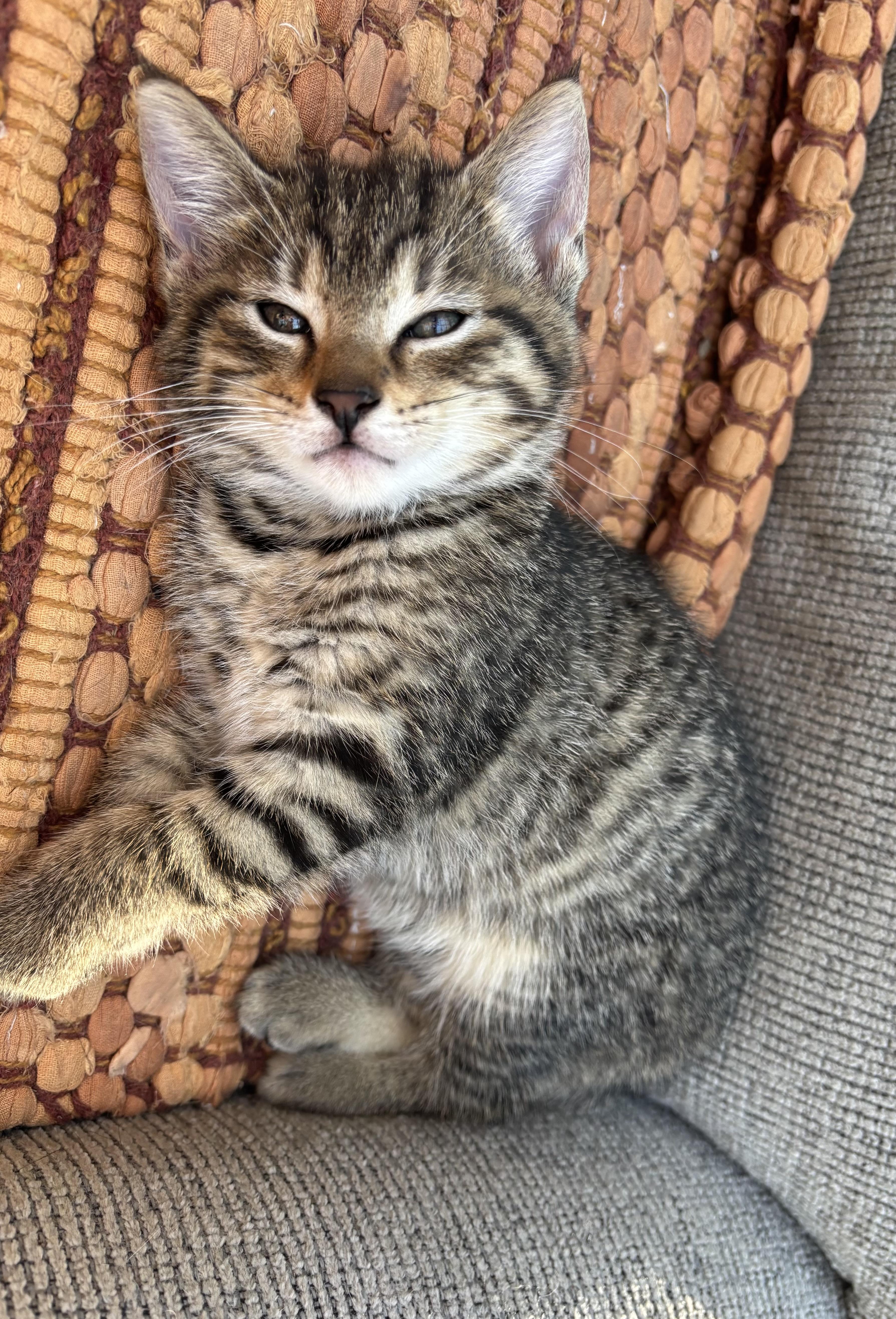 Dillard, Adopted, Kitten Male Domestic Short Hair.