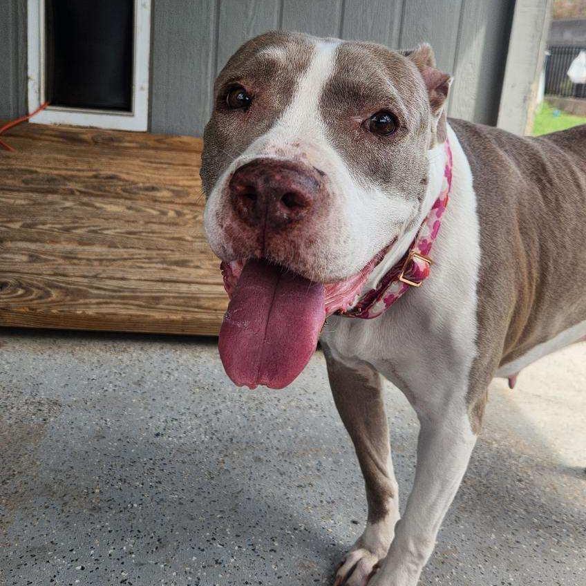 Willow, Adoptable, Senior Female Pit Bull Terrier & Mixed Breed.
